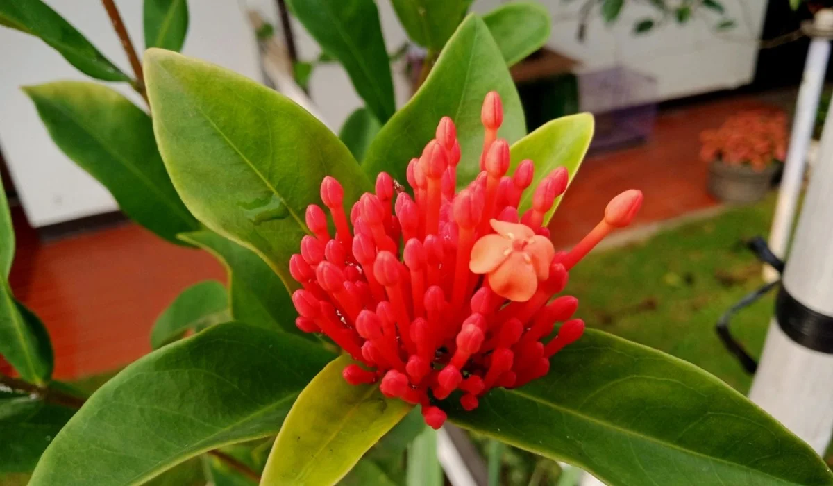 Ixora chinensis